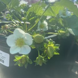 Belmont Nursery