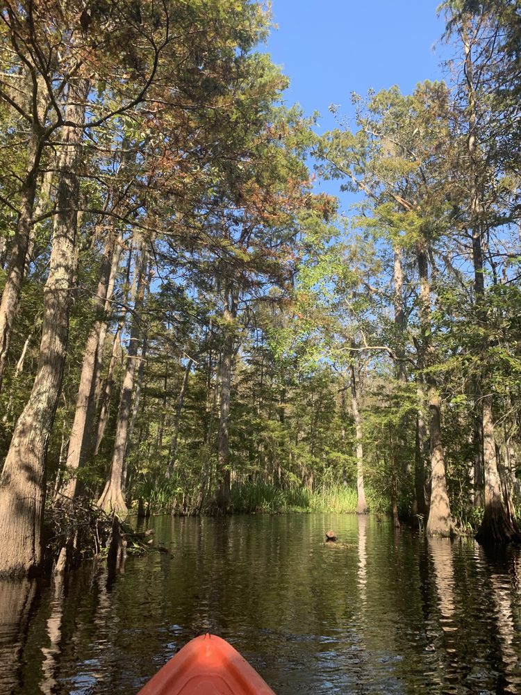 Crescent City Kayak Swamp Tours, New Orleans Roadtrippers