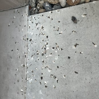 The Braydon Apartments - More bird droppings - Apartments Near Me - Napa, California The Braydon Apartments - More bird droppings - Apartments Near Me - Napa, California