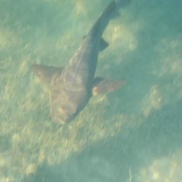 Shark swimming by. Shark swimming by.