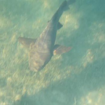 Sunglass Hut - Shark swimming by. - Sunglasses Near Me - Islamorada, Florida Sunglass Hut - Shark swimming by. - Sunglasses Near Me - Islamorada, Florida