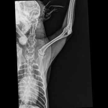 Veterinaria Palmas e Hipódromo - X-ray - Pet Sitting Near Me - Tijuana, BCN Veterinaria Palmas e Hipódromo - X-ray - Pet Sitting Near Me - Tijuana, BCN
