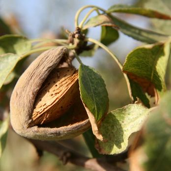 Food Forest Nursery - Almond Trees - Nurseries & Gardening Near Me Food Forest Nursery - Almond Trees - Nurseries & Gardening Near Me