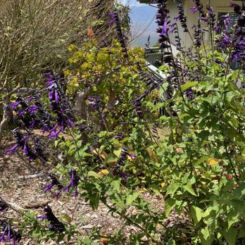 Ali'i Kula Lavender - Tours Near Me - Kula, Hawaii Ali'i Kula Lavender - Tours Near Me - Kula, Hawaii
