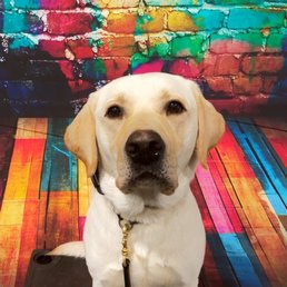 Taking his education very seriously on class picture day at Optimum Dog Taking his education very seriously on class picture day at Optimum Dog