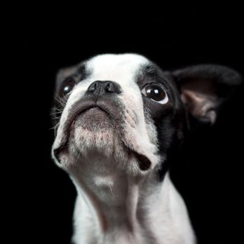 Denver Pet Pics - Pet Photography Near Me