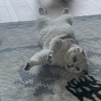 North Lamar Veterinary Clinic - Maryn is feeling so much better. Thanks again, Dr. Spellman! - Veterinarians Near Me - Austin, Texas North Lamar Veterinary Clinic - Maryn is feeling so much better. Thanks again, Dr. Spellman! - Veterinarians Near Me - Austin, Texas