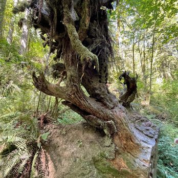 Forest Park - Parks Near Me - Portland, Oregon