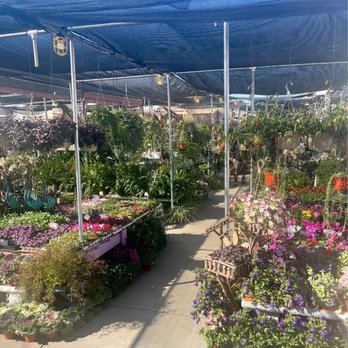 Plant Safari - Shade plants - Nurseries & Gardening Near Me - Upland, California Plant Safari - Shade plants - Nurseries & Gardening Near Me - Upland, California