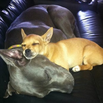 Bad Rap - Our own pittie Mei Mei and one of the little foster brothers we cared for. - Animal Shelters Near Me Bad Rap - Our own pittie Mei Mei and one of the little foster brothers we cared for. - Animal Shelters Near Me