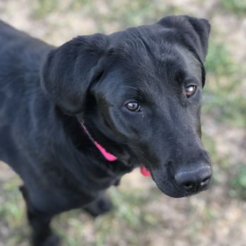 Dog Play N Stay Resort - 32 Photos - Pet Boarding - 1298 Cedar Rd Mason Mi - Phone Number - Yelp