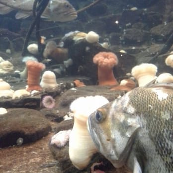 Seaside Aquarium - Aquariums Near Me - Seaside, Oregon Seaside Aquarium - Aquariums Near Me - Seaside, Oregon
