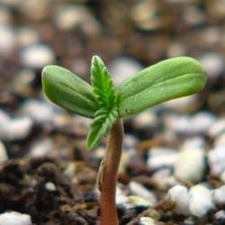 LaConte's Clone Bar & Dispensary - Come #GrowLacontes