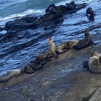 La Jolla Cove - 9-29-21 so many - Parks Near Me - La Jolla, California La Jolla Cove - 9-29-21 so many - Parks Near Me - La Jolla, California