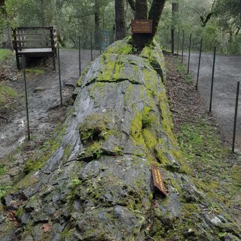 The Petrified Forest - Parks Near Me - Calistoga, California The Petrified Forest - Parks Near Me - Calistoga, California