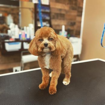 Starpups  - Pet Groomers Near Me - Powell, Ohio