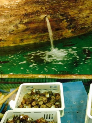 Fishing Restaurant Zauo Shinjuku by null