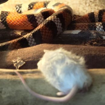 Sequoia Park Zoo - gift shop California kingsnake ignoring a lunch call - Zoos Near Me - Eureka, California