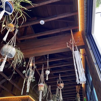 Modern Times Far West Lounge - Sad plants - Beer Bar Near Me - Encinitas, California