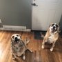 Western Illinois Veterinary Clinic
