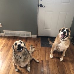 Western Illinois Veterinary Clinic - Thanks for the curbside assistance for my skittish doggos!