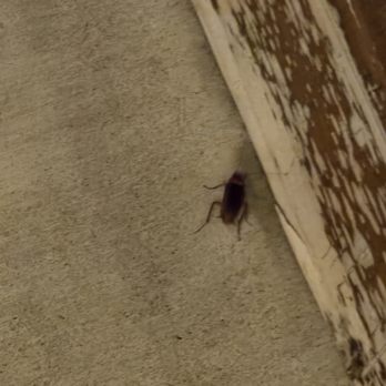 Velvet Taco - Roaches - New American Near Me - Dallas, Texas Velvet Taco - Roaches - New American Near Me - Dallas, Texas