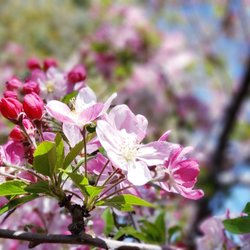 Markham Nature Park & Arboretum - Crabapple flowers