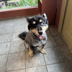 Animal Country Club - My dog "Grimm " (half WolfHuskey half Rottweiler) right after he got his summertime haircut