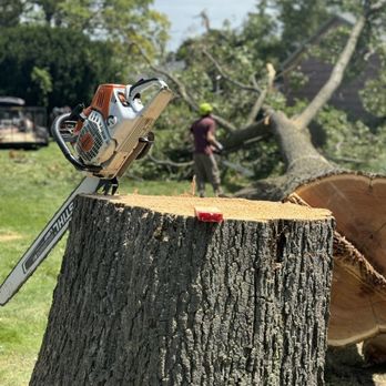 Mourning Wood - Tree Services Near Me