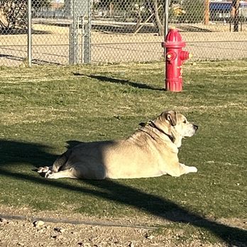 Fort Irwin Dog Park - Dog Parks Near Me Fort Irwin Dog Park - Dog Parks Near Me