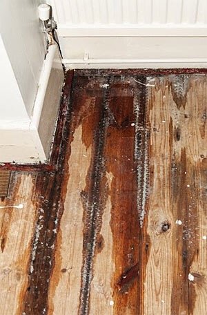 Ability Restoration - mold inspector in Glendale, CA