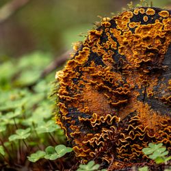Henry Cowell Redwoods State Park - Henry Cowell Redwoods State Park