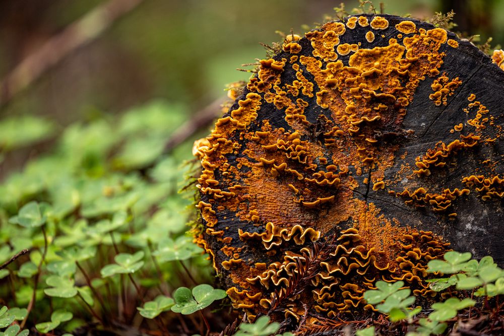 Social spots from Henry Cowell Redwoods State Park