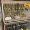 Lee Pet Shop gift card