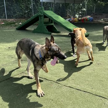 Planet Pup - Pet Boarding Near Me - Charlotte, North Carolina