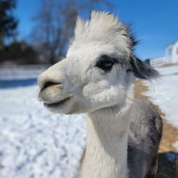 Rusty Stars Alpaca