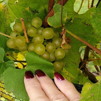 Bowers Harbor Vineyards - Wow... Up close to the grapes. - Wineries Near Me - Traverse City, Michigan Bowers Harbor Vineyards - Wow... Up close to the grapes. - Wineries Near Me - Traverse City, Michigan