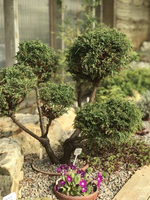 Memorial University Botanical Garden by null