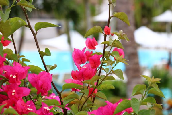 Hotel Nikko Guam by null