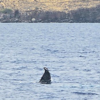 Calypso Charters - Snorkeling Near Me - Wailuku, Hawaii