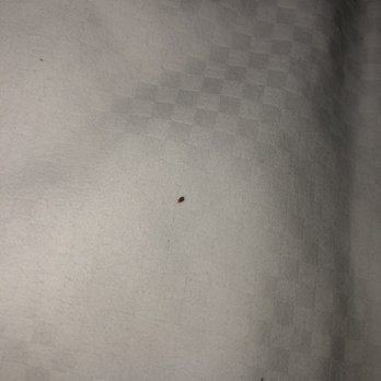 The Whitehall Hotel - A bedbug on the sheets - Hotels Near Me - Chicago, Illinois