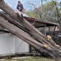 Photo of De Rosas Tree Care