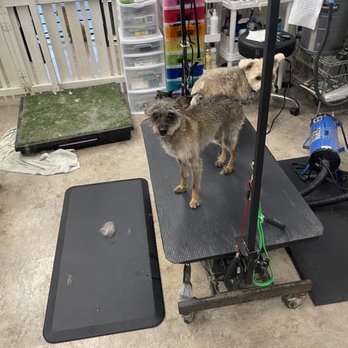 The Doggy Detailer - Max an teddy - Pet Groomers Near Me - La Mesa, California The Doggy Detailer - Max an teddy - Pet Groomers Near Me - La Mesa, California