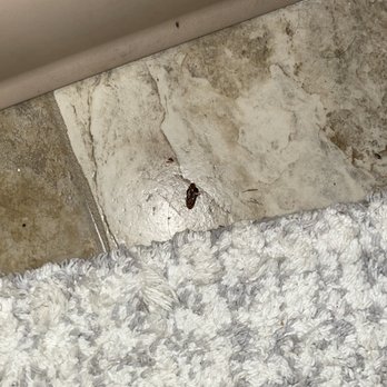 Somerset Properties - Roaches - Apartments Near Me - Willmar, Minnesota Somerset Properties - Roaches - Apartments Near Me - Willmar, Minnesota