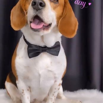 Paws in Motion DB - Pet Groomers Near Me Paws in Motion DB - Pet Groomers Near Me