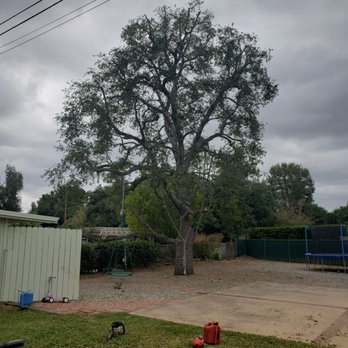H & E Tree Service - Trimmed trees - Tree Services Near Me