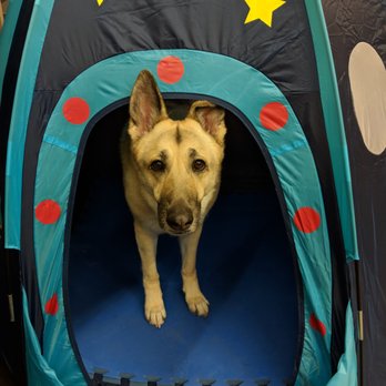 Mutt Nuts - Harley hanging out in his "pup" tent! - Pet Boarding Near Me - Brooklyn Park, Minnesota Mutt Nuts - Harley hanging out in his "pup" tent! - Pet Boarding Near Me - Brooklyn Park, Minnesota