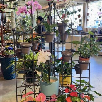 East Bay Nursery - Peace lily plants - Nurseries & Gardening Near Me - Berkeley, California