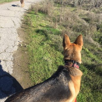 Blue Aussie Pet Services - Dog Walkers Near Me - Novato, California Blue Aussie Pet Services - Dog Walkers Near Me - Novato, California