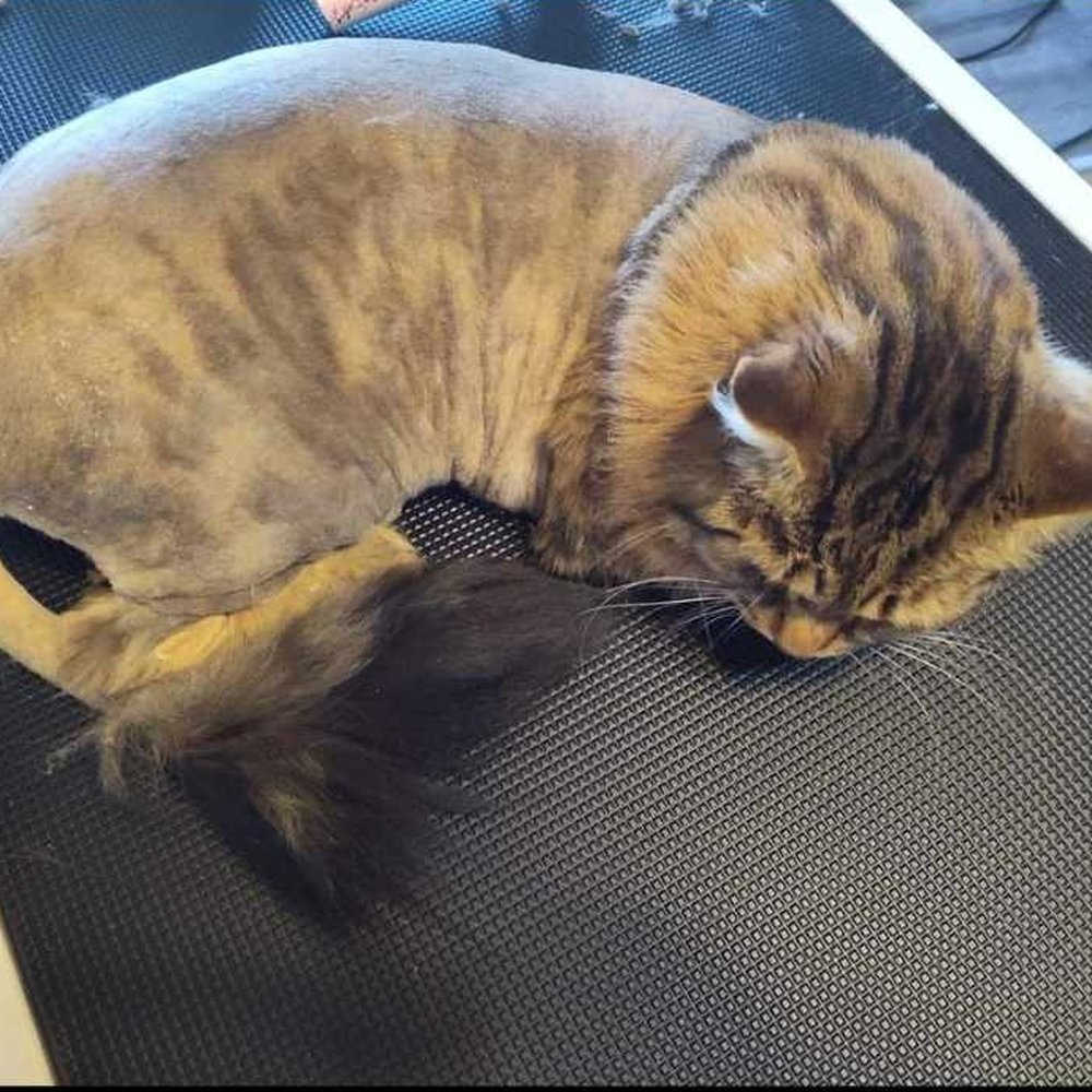 Fields Four Legged Grooming - Pet Groomers Near Me - Sidney, Michigan